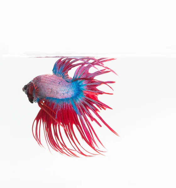 Betta peces, peces siameses de lucha, betta splendens aislados en w — Foto de Stock