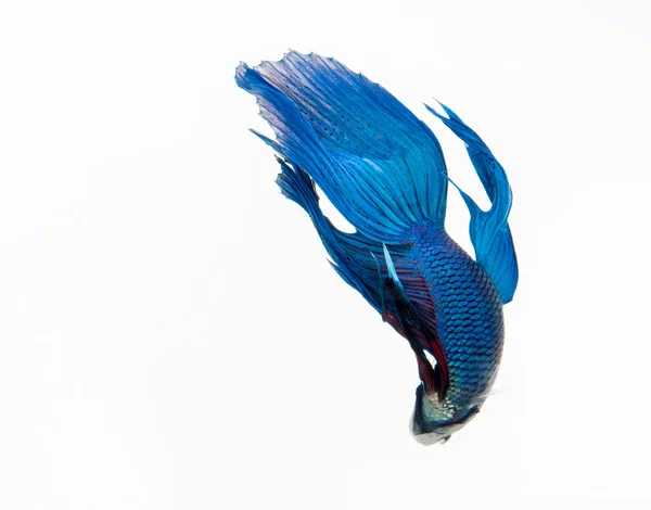 Betta fish, siamese fighting fish, betta splendens isolado em w — Fotografia de Stock