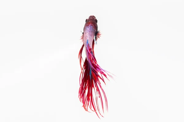 Betta pesce, siamese pesce combattente, betta splendens isolato su w Immagini Stock Royalty Free