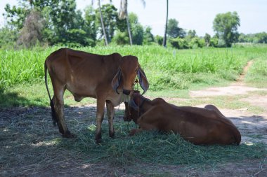 yeşil tarlada kahverengi inek