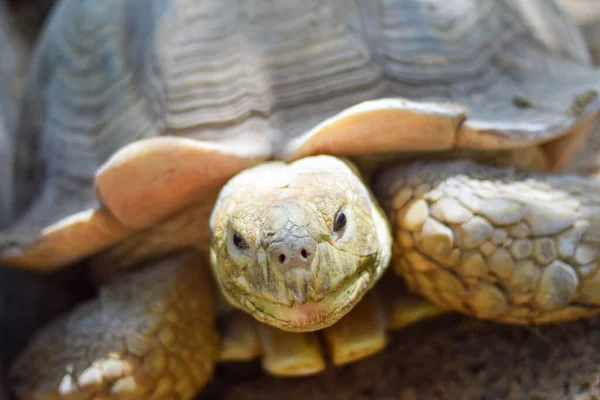 Close Head Turtle — Stock Photo, Image