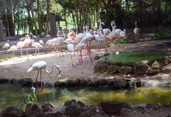 ピンクのファミンゴの鳥のグループ — ストック写真