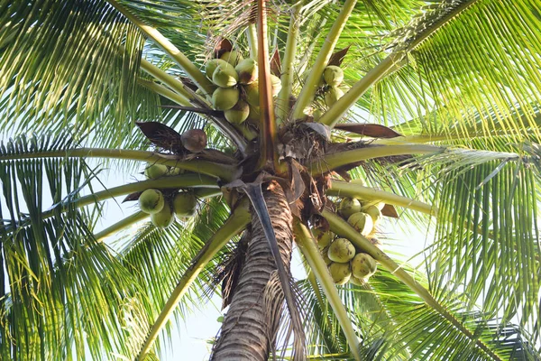 Clode Fino Cocco Albero Sfondo — Foto Stock