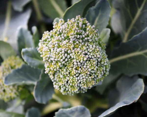 Broccoli plant dicht omhoog schieten — Stockfoto