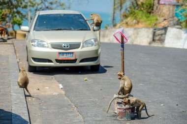Şehirdeki yolda bir köpek oturuyor.