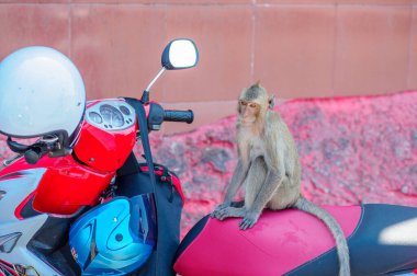 Genç bir maymun şehirde bankta oturuyor.