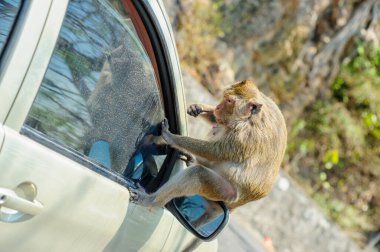 maymun arabada oturuyor.