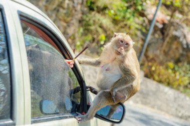 maymun arabada oturuyor.