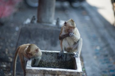 Tayland tapınağındaki maymun