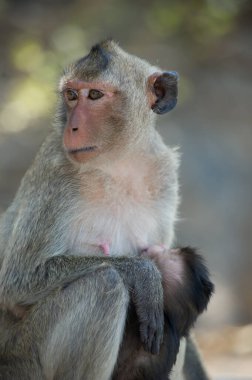 Şirin bir maymunun yakın plan fotoğrafı.