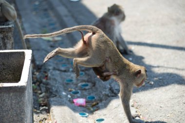 Genç bir maymun yerde oturuyor.