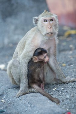 Hayvanat bahçesindeki maymunlar