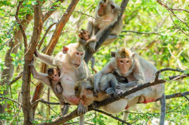 Ormandaki maymunlar