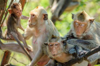 Hayvanat bahçesindeki maymunlar