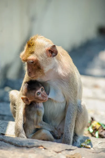 Μαϊμούδες Στο Πάρκο — Φωτογραφία Αρχείου