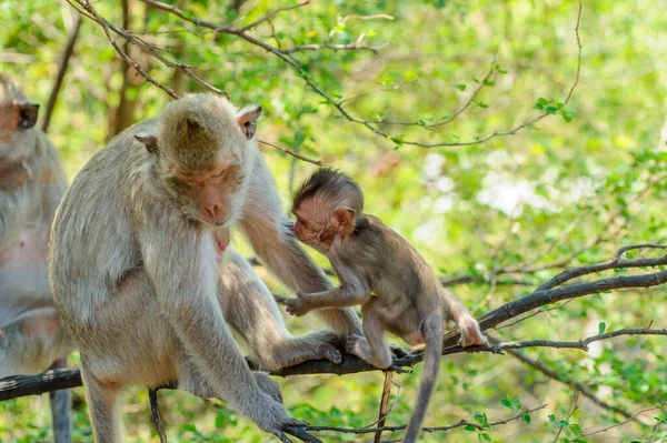 Monos Bosque —  Fotos de Stock
