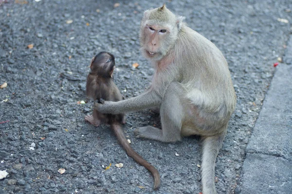 Macaco Sentado Chão — Fotografia de Stock