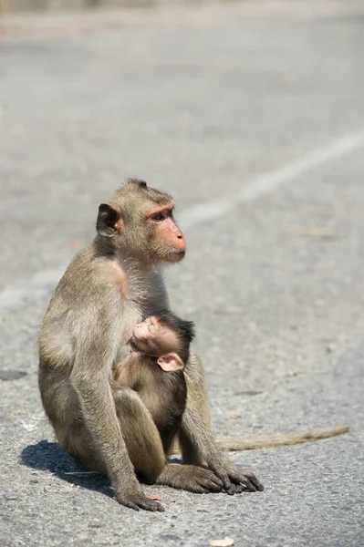 Monyet Duduk Tanah — Stok Foto