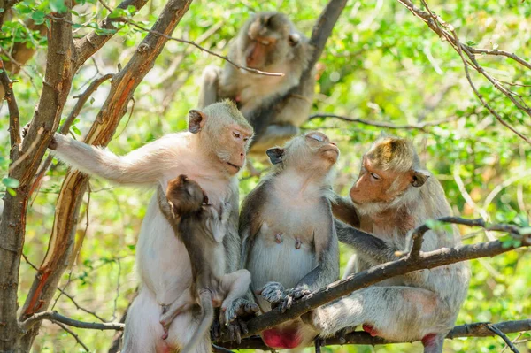Monos Selva —  Fotos de Stock