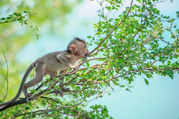 Mono Sentado Árbol — Foto de Stock