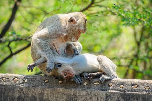 Χαριτωμένο Μωρό Μαϊμού Στο Δάσος — Φωτογραφία Αρχείου
