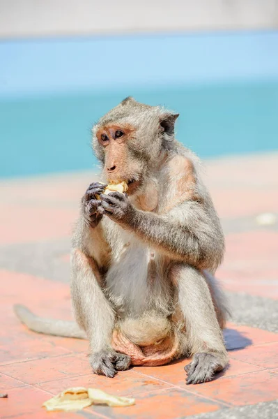 Affe Sitzt Strand — Stockfoto