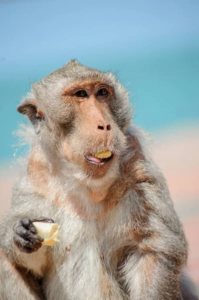 Şirin Bir Maymun Portresi — Stok fotoğraf