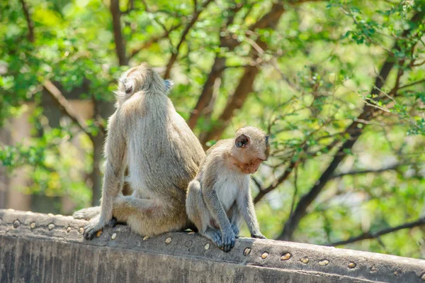 Mignons Singes Dans Forêt — Photo