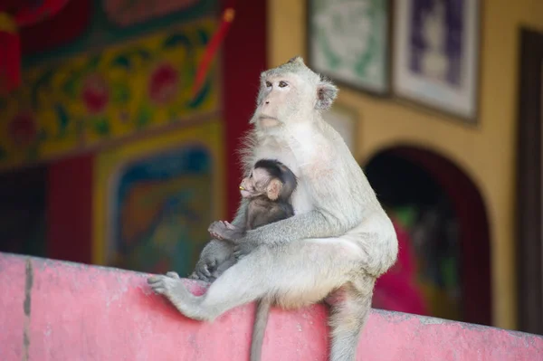 Μαϊμού Κάθεται Στον Τοίχο — Φωτογραφία Αρχείου
