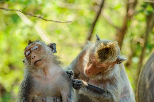 Monos Jóvenes Zoológico — Foto de Stock