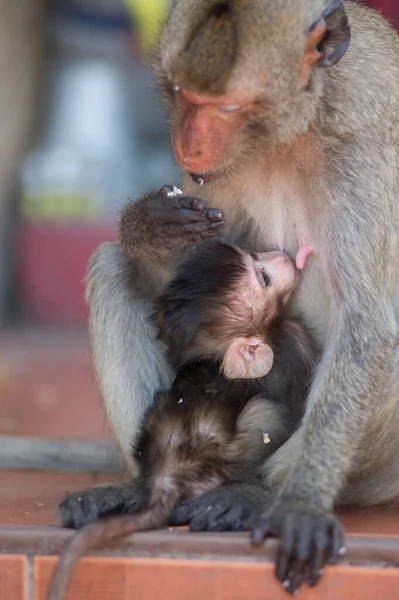 Μαϊμού Στο Ζωολογικό Κήπο — Φωτογραφία Αρχείου