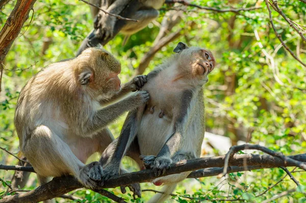 Singes Dans Forêt — Photo