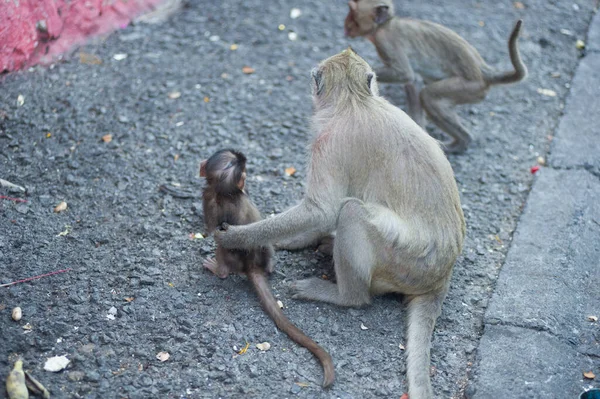 Monyet Taman — Stok Foto