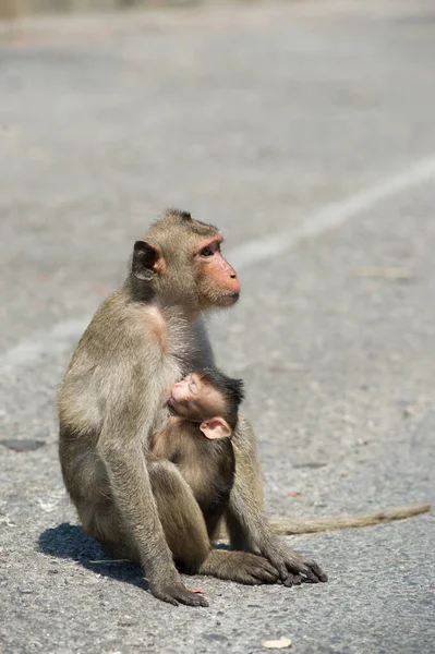 Monyet Duduk Tanah — Stok Foto