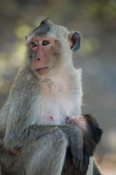 Monyet Lucu Hutan — Stok Foto