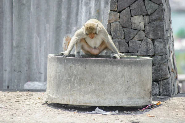 Affe Auf Der Bank Der Thailändischen Stadt — Stockfoto