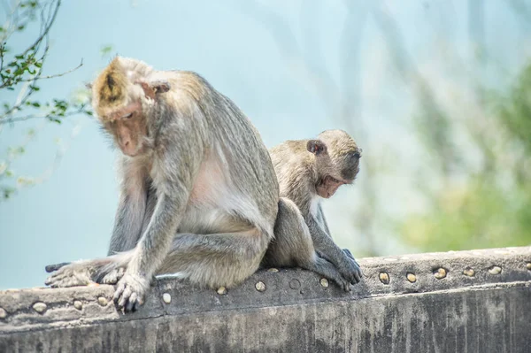 Hayvanat Bahçesindeki Maymunlar — Stok fotoğraf