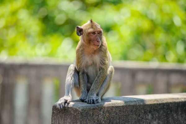 Affe Sitzt Auf Dem Felsen — Stockfoto