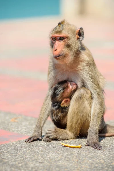 Monyet Kecil Yang Lucu Duduk Pasir — Stok Foto