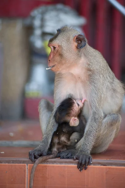 Mono Zoológico — Foto de Stock