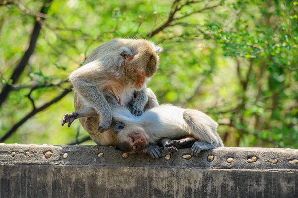 Monyet Lucu Hutan — Stok Foto