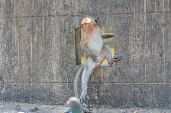 動物園の猿は — ストック写真
