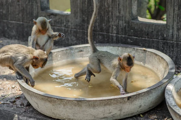 Małpa Zoo — Zdjęcie stockowe