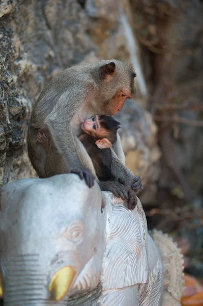 Seekor Monyet Muda Sedang Makan Pisang — Stok Foto
