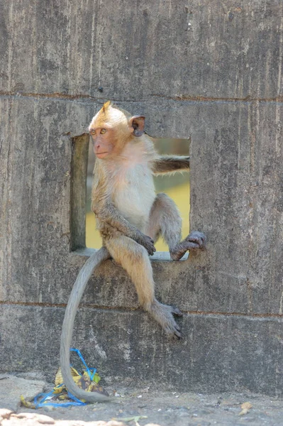 monkey in the temple of thailand