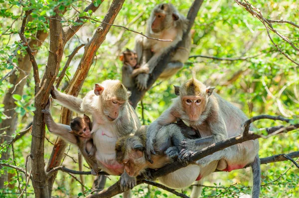 Singes Dans Jungle — Photo