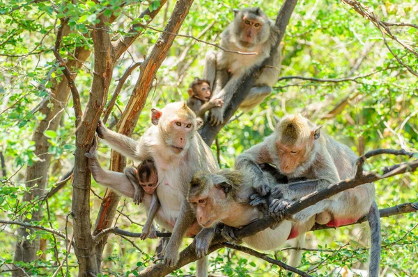 Małpy Dżungli — Zdjęcie stockowe