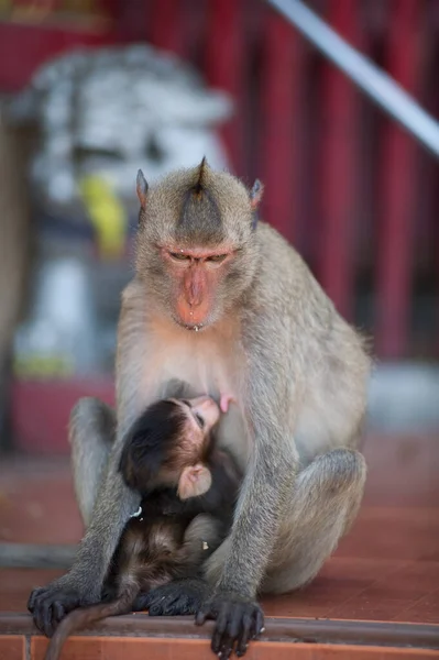 Μαϊμού Στο Ζωολογικό Κήπο — Φωτογραφία Αρχείου