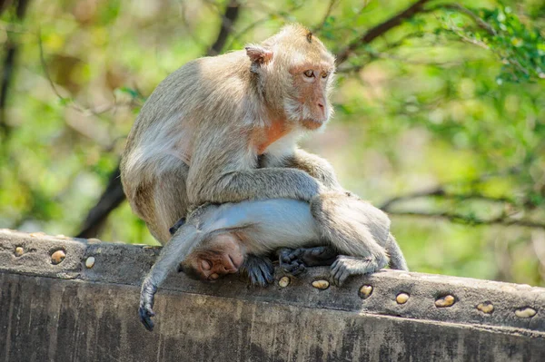 Ormandaki Maymun — Stok fotoğraf