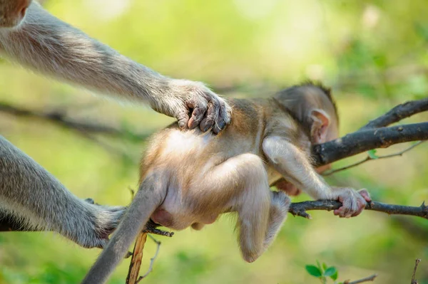 Primer Plano Lindo Orangután — Foto de Stock